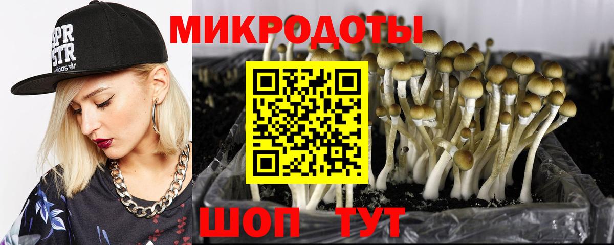 Псилоцибиновые грибы Psilocybe Барабинск
